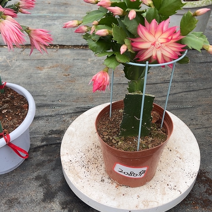 068蟹爪兰尾号2080