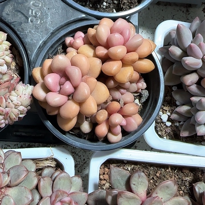 青蛙王子儿童牙膏111