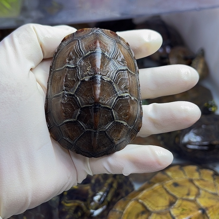 公母搭配宠物龟微瑕母