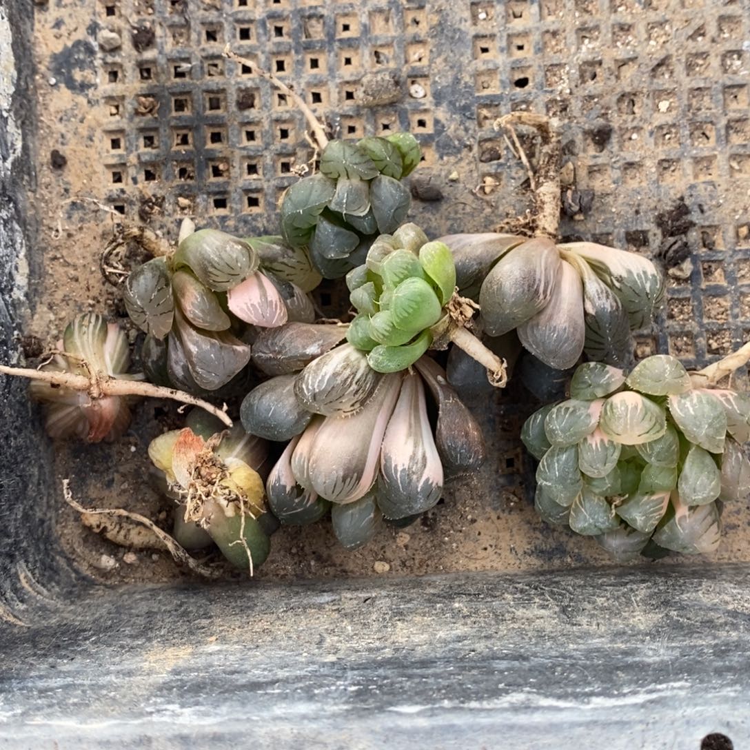 皮***y2932 十二卷 八棵一起 下播福利