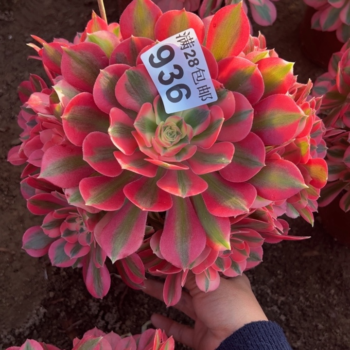 936女巫多肉植物