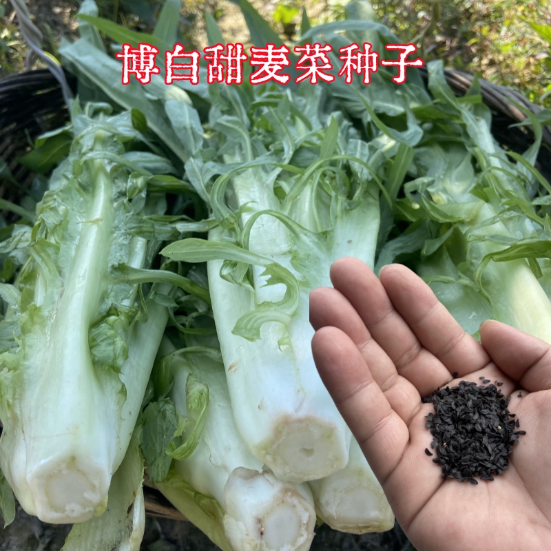 广西博白甜脆麦菜种子白梗花芽甜唛种籽不招虫简单易种软脆甜爽口