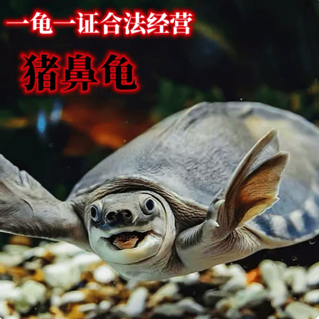 猪鼻龟活体深水龟幼龟沉底猪鼻龟活龟观赏龟清理鱼缸龟龙鱼配鱼混