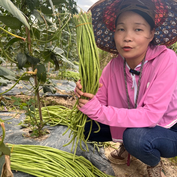 【青豇豆】【 顺丰包邮】湘西樱子进村现采本地青缸豆  现采现发