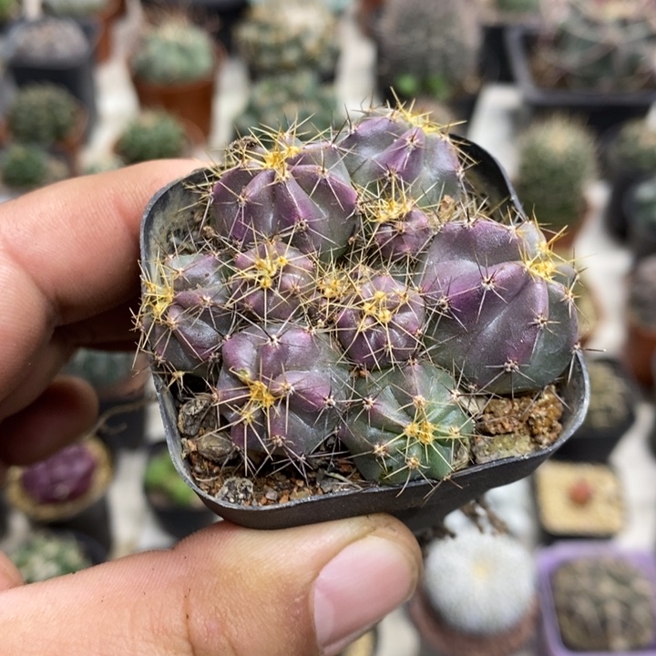实生微刺虾特价福利4