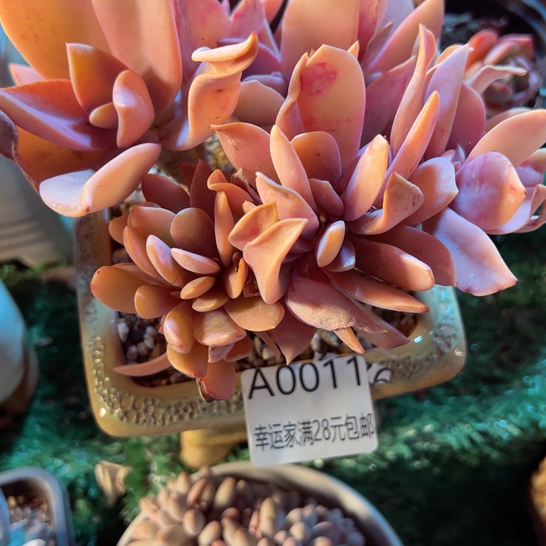 幸运的是我的朋友是