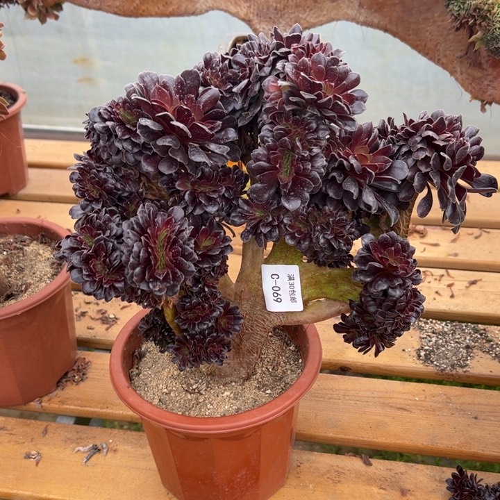 069 欧紫缀 宽度31 公分带断枝