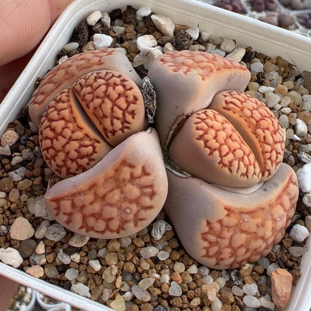 E**o851多肉植物组合