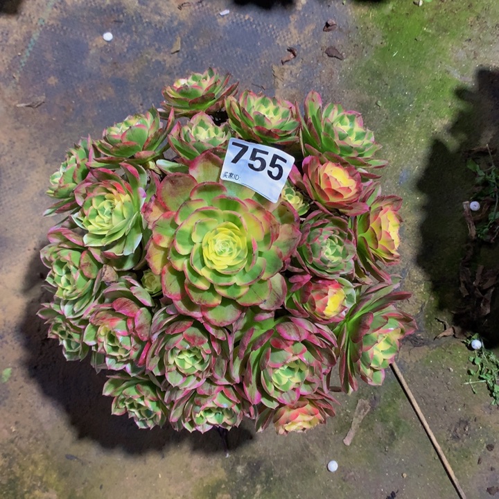 回***忆无花朵海仙7550000000