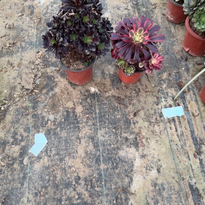 游***语一单包邮不包侧枝5