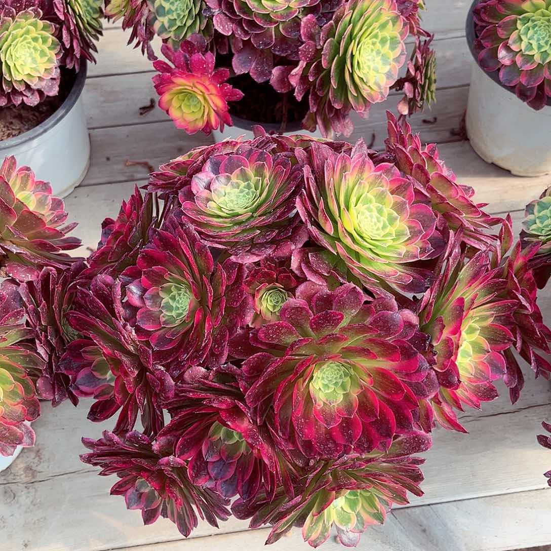 法师多肉植物f s