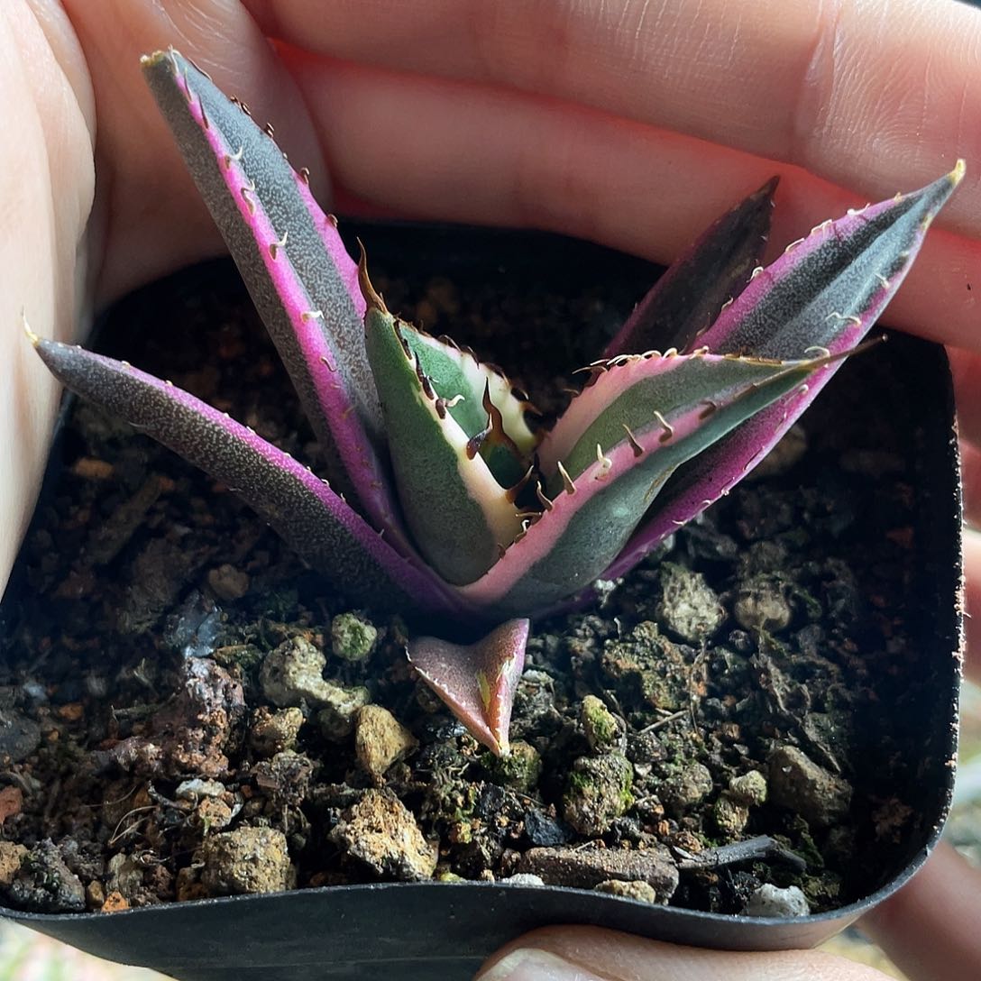 5.5cm龅牙锦龙舌兰1颗