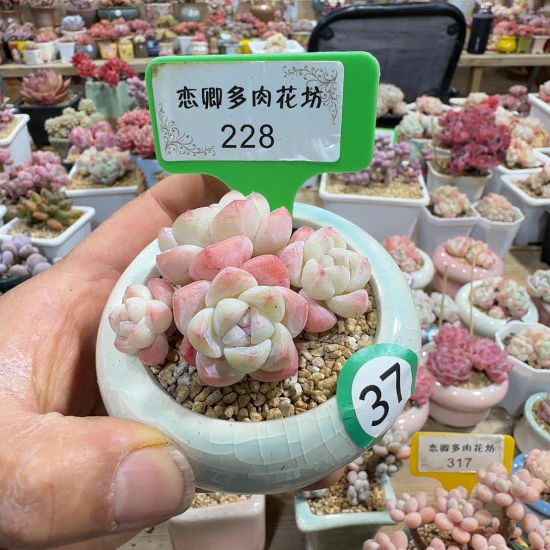 228冰玉4头老桩无砍