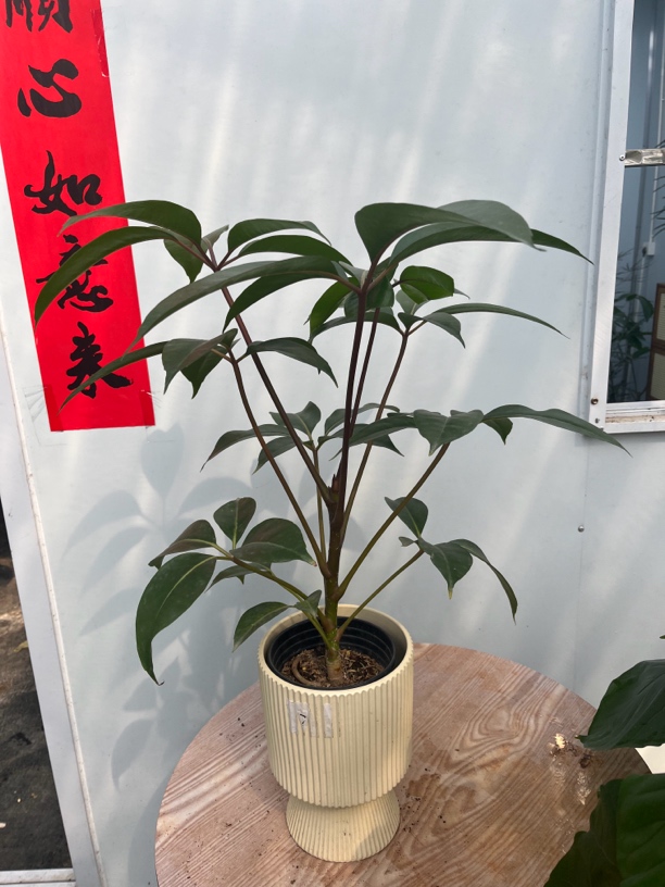日本大叶伞保罗网红室内绿植盆栽观叶植物水培净化空气耐阴耐热