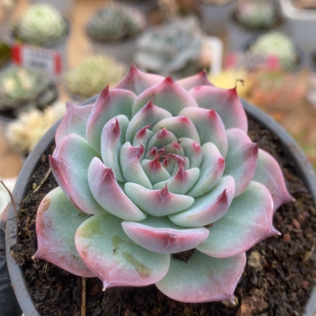 680吉娃娃锦锦锦锦锦