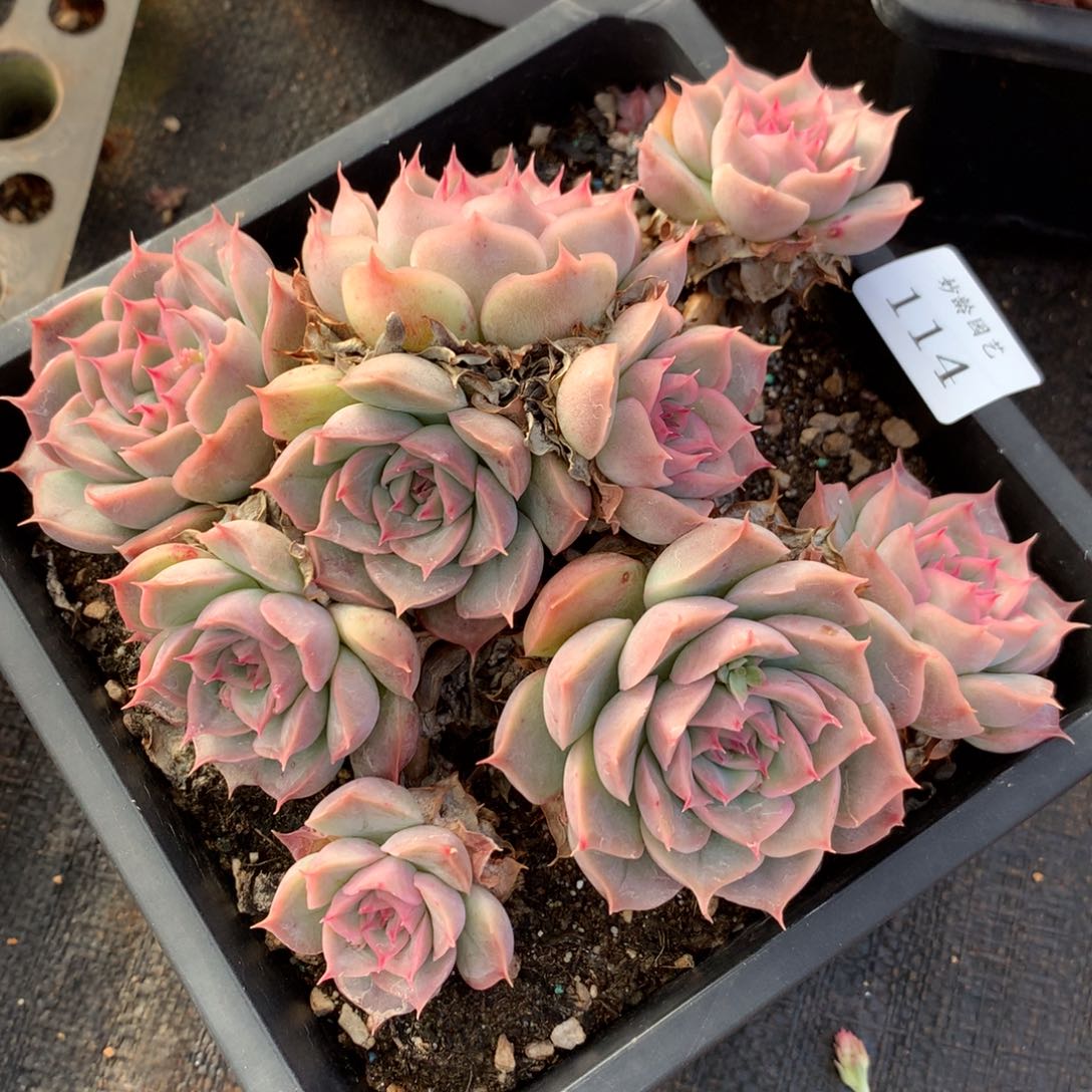 114新年快乐发发发