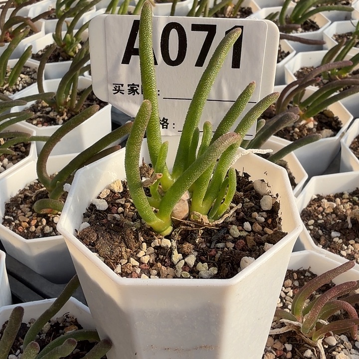 071。碧光环量拍多肉植物