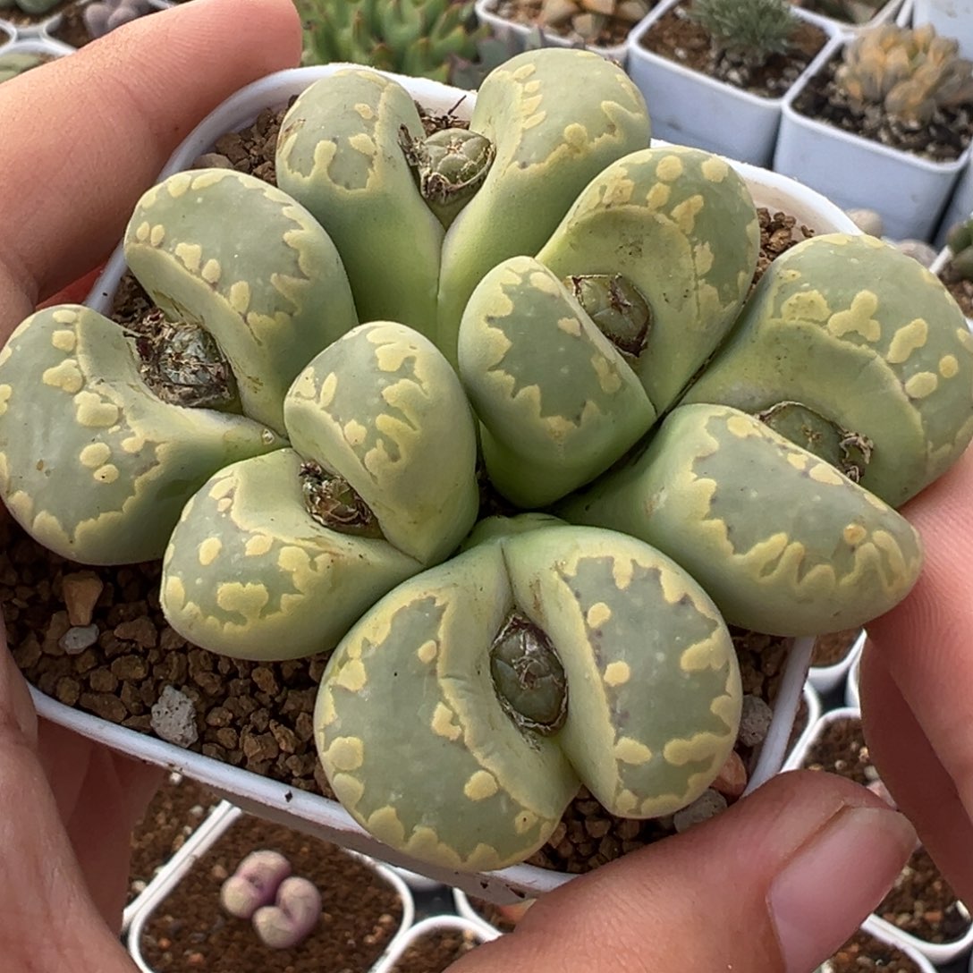 541多肉植物种类多样