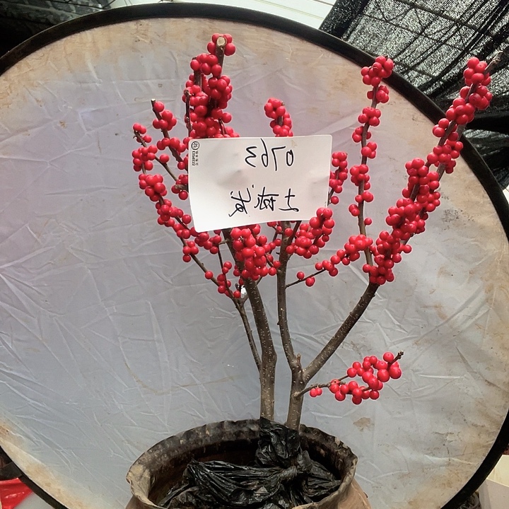 无花朵土球发货 东红福利