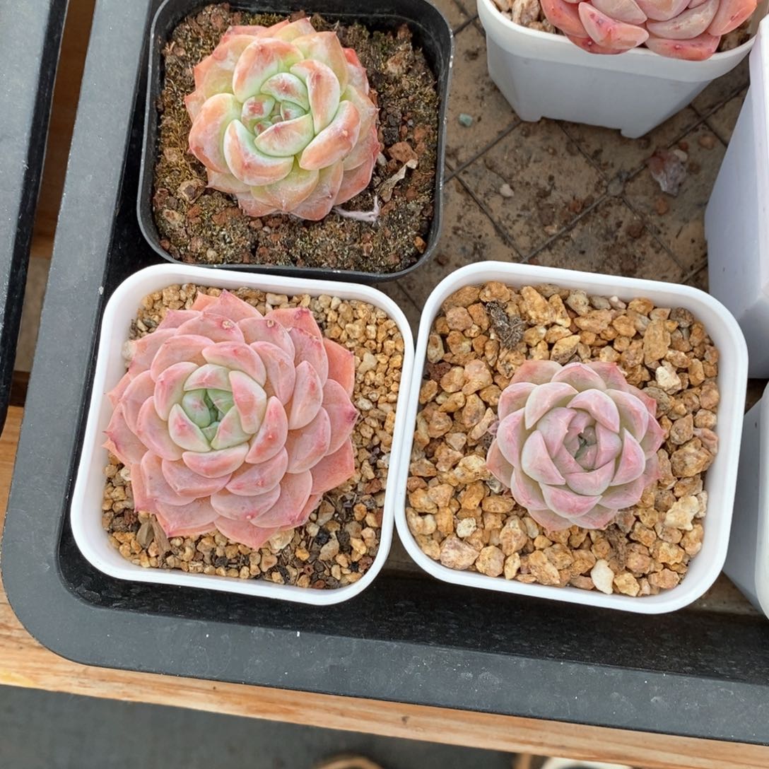 精品多肉一物一拍不包整10