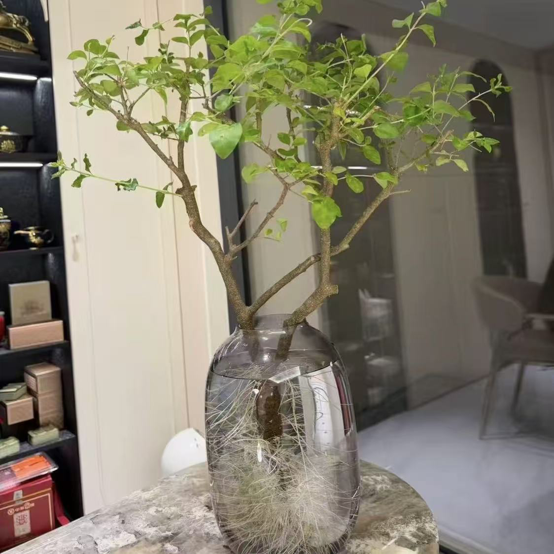 小叶女贞毛叶丁香水培发根绿植室内好养茶室客厅摆件