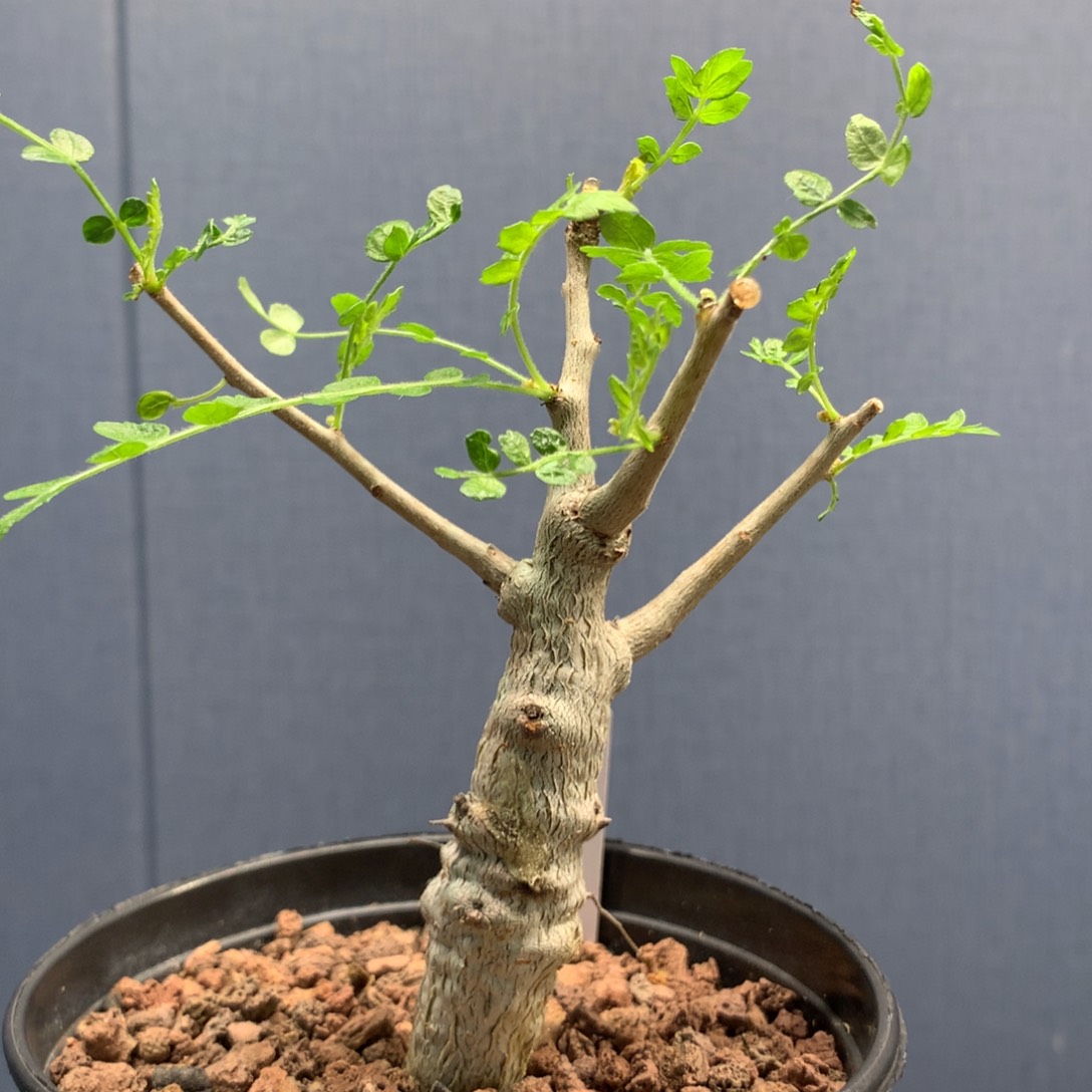 尼勒达乳香实生带盆