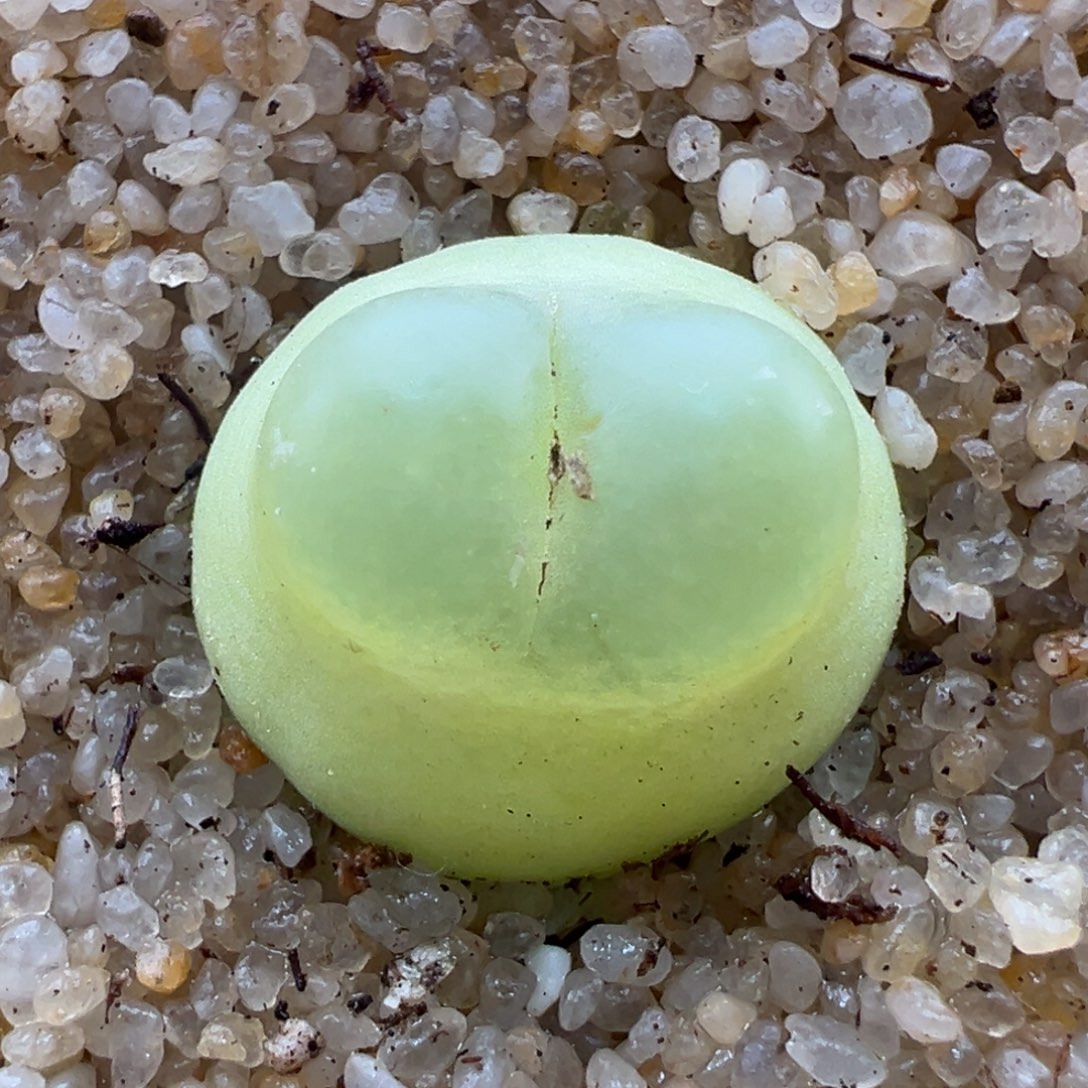 199。优选sh1200拉登母本。1.9c m