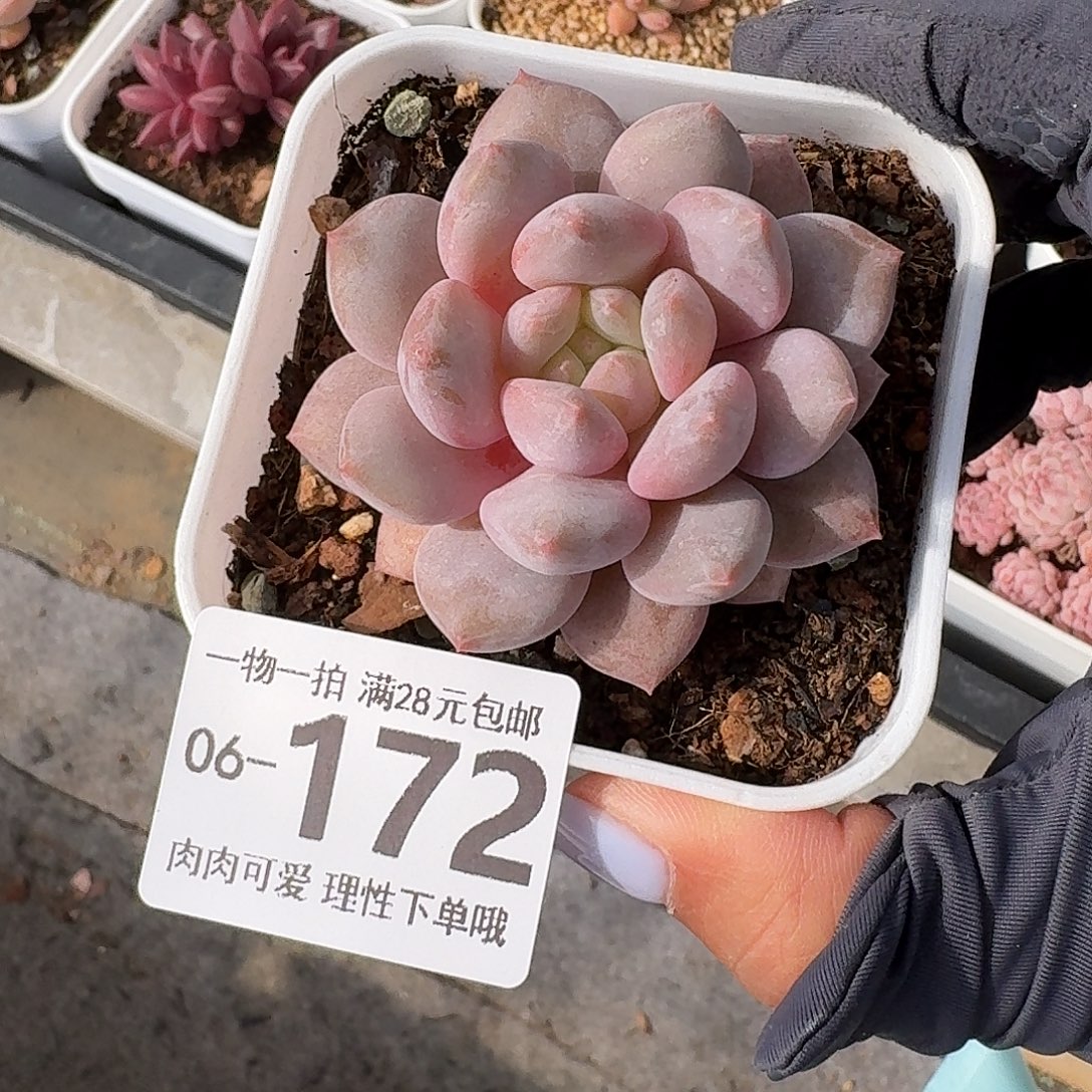 半夏无盆土发货无