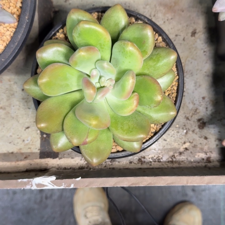 X系列美人新品 母本 一物一拍