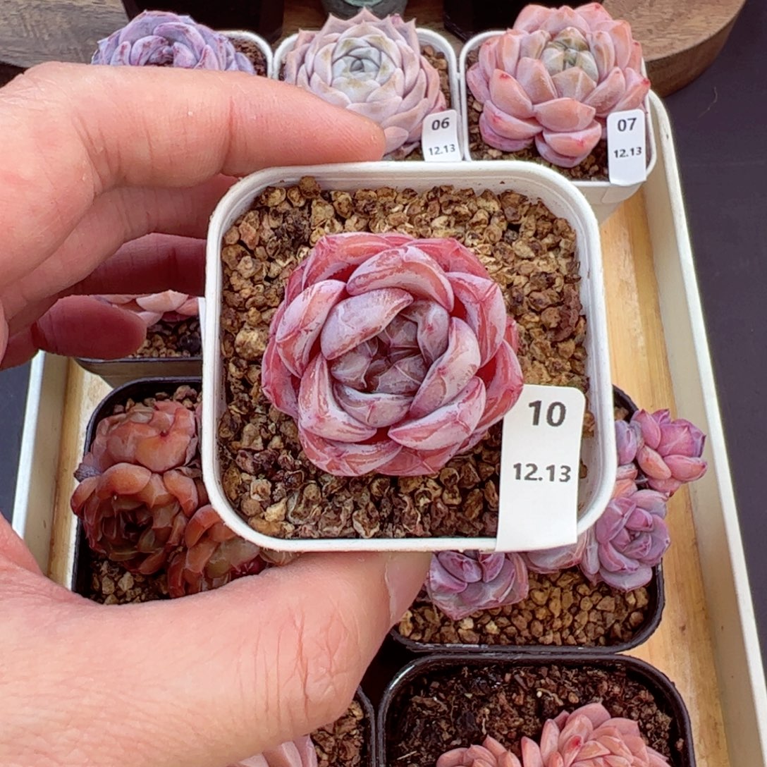 好好看10、哈哈哈哈哈