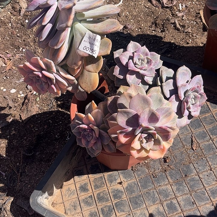 存***姐紫乐锦群，一物一拍