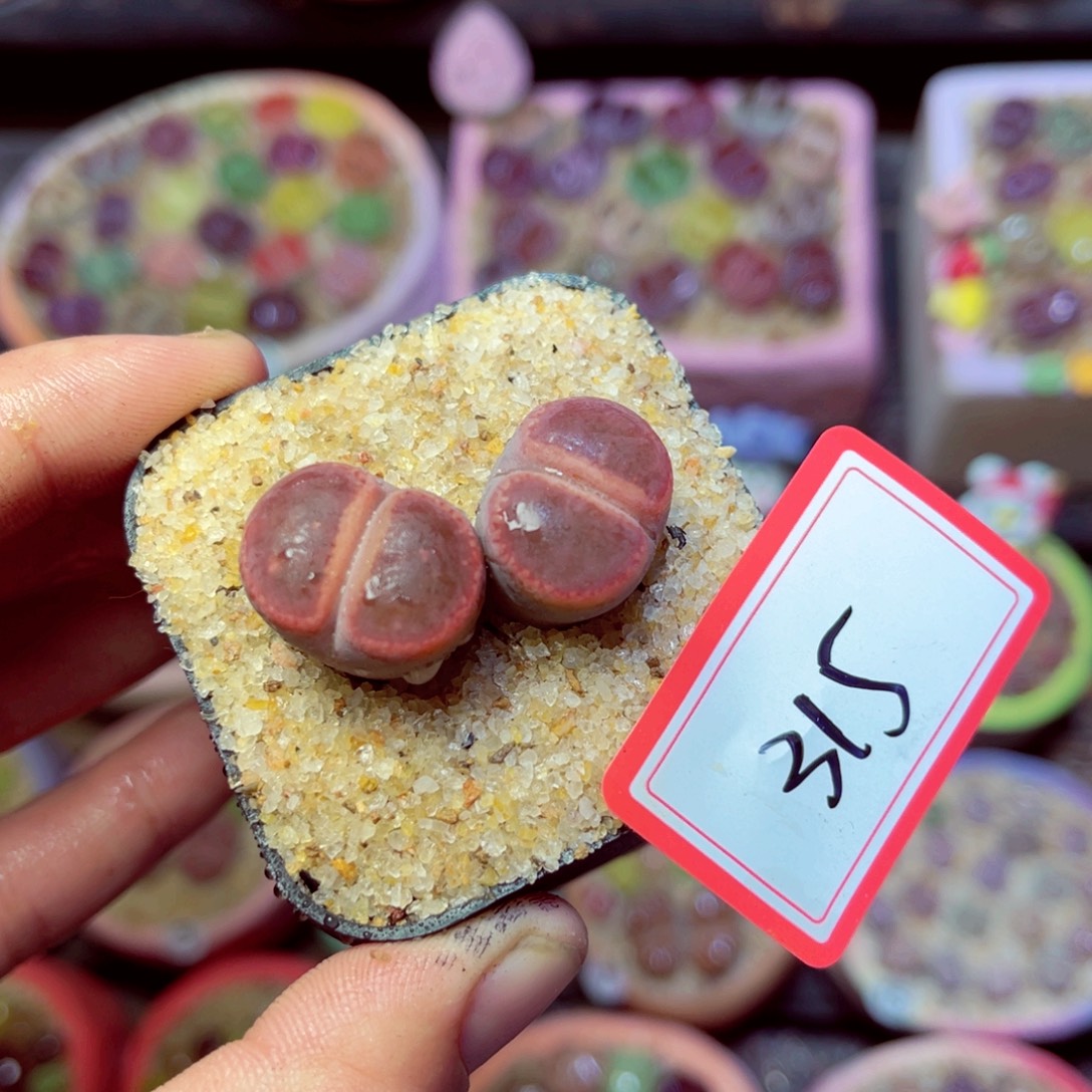 315生石花带盆发1