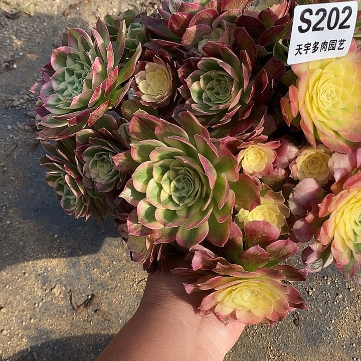 多肉植物海仙202多肉