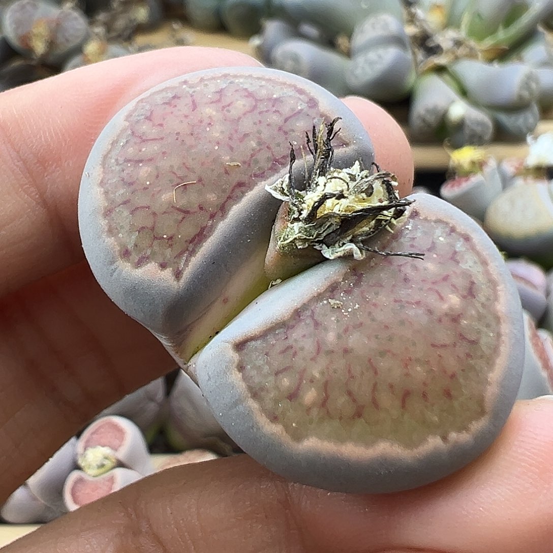 2381 生石花清货价格不作参考