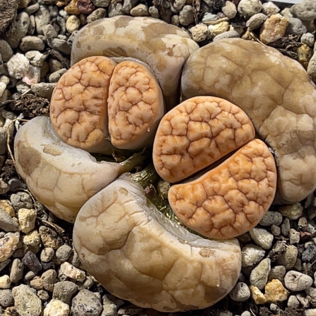 3078双头凹凸铁189