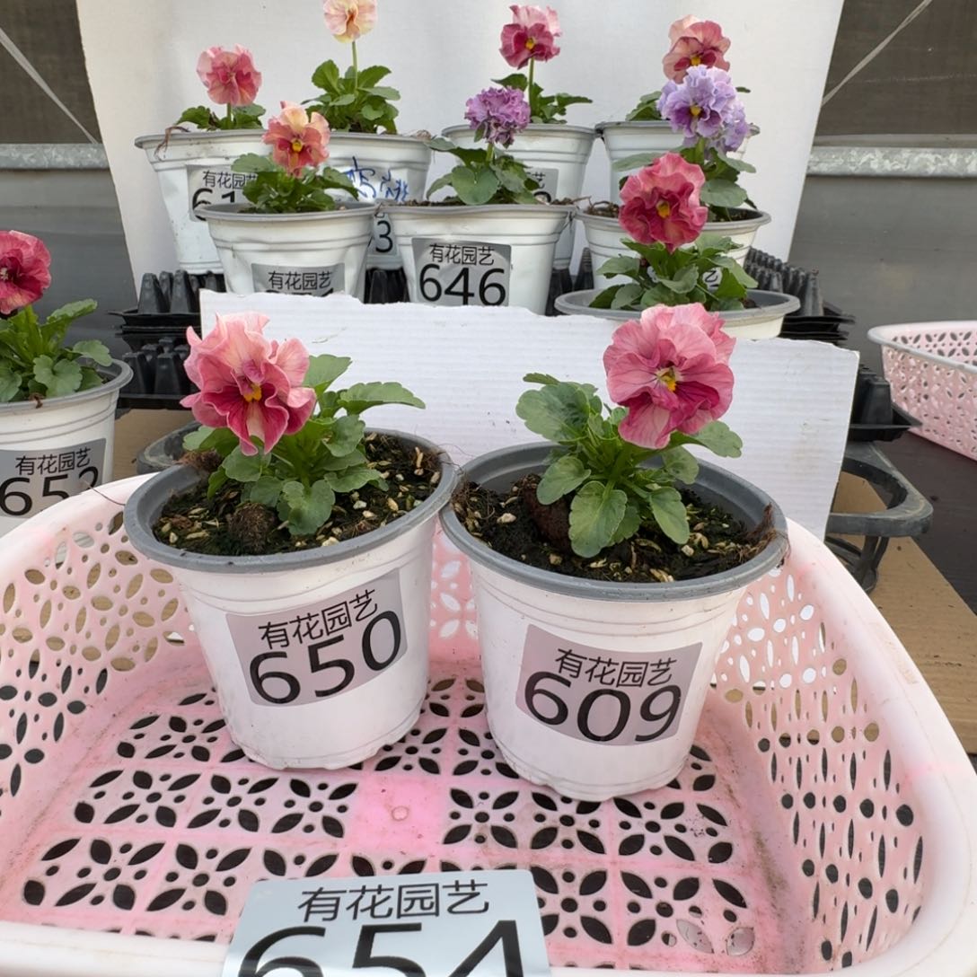 无花朵参****希654号角堇