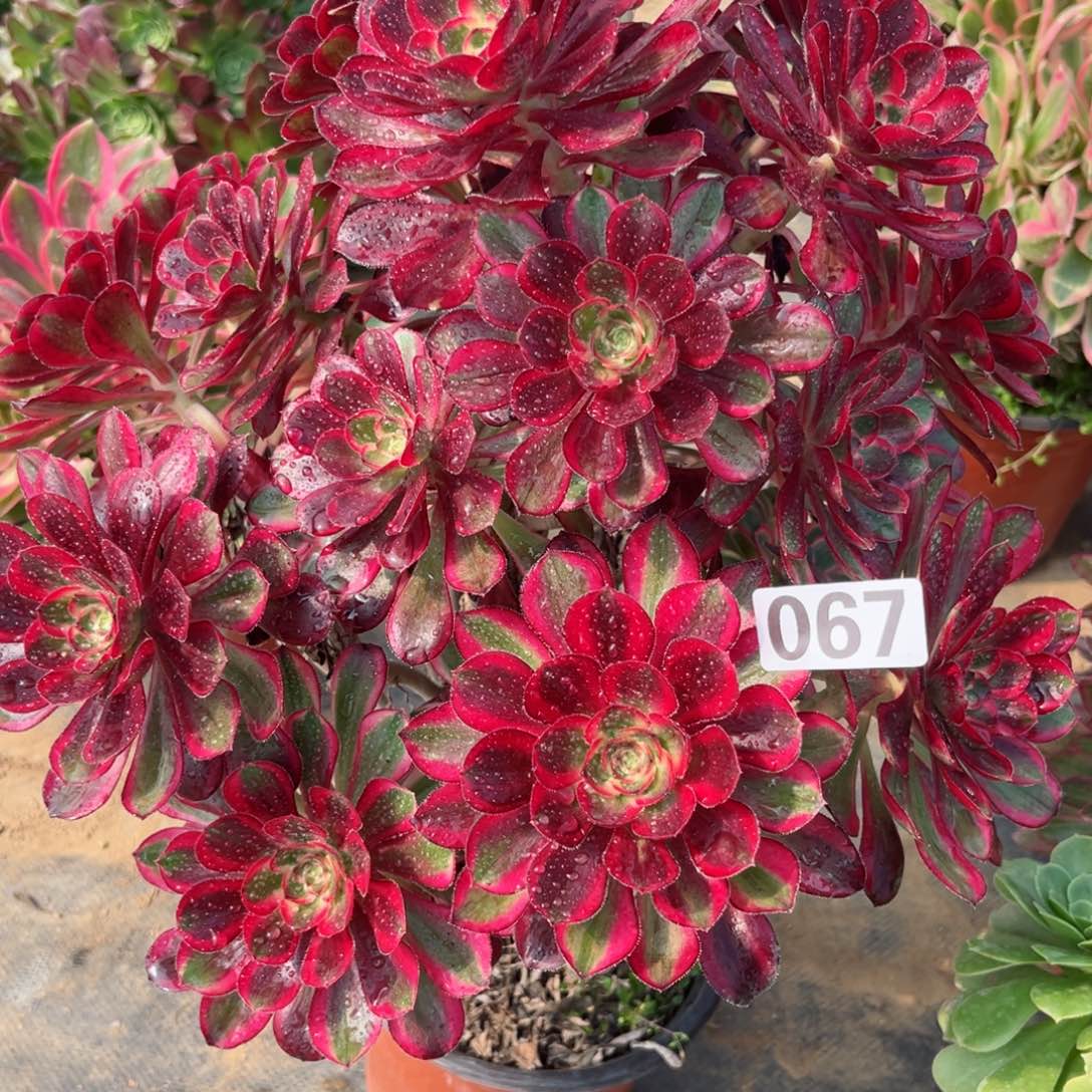 067初恋法师多肉植物
