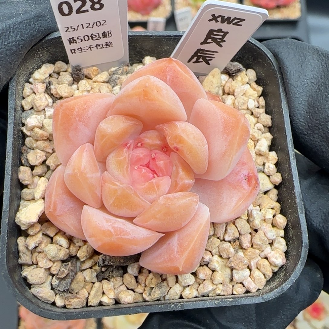 028   良辰   5厘米盆