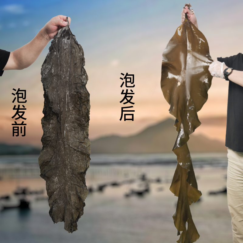霞浦日晒海带干厚实营养煲汤专用厚散装海带凉拌火锅食材佳品