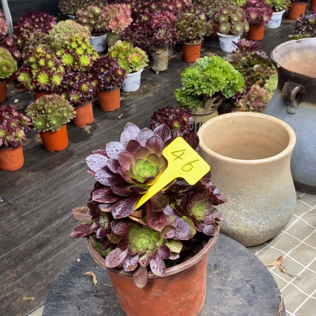 红陶浅***阳46一物一拍赤焰莲