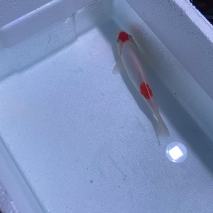 锦鲤锦鲤活鱼开箱包活