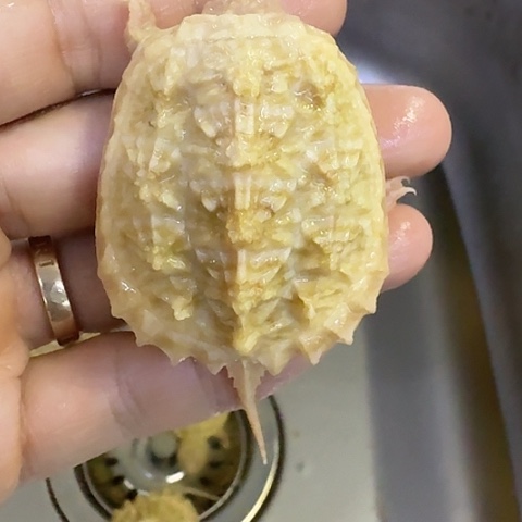 绿毛龟母哈哈哈哈哈