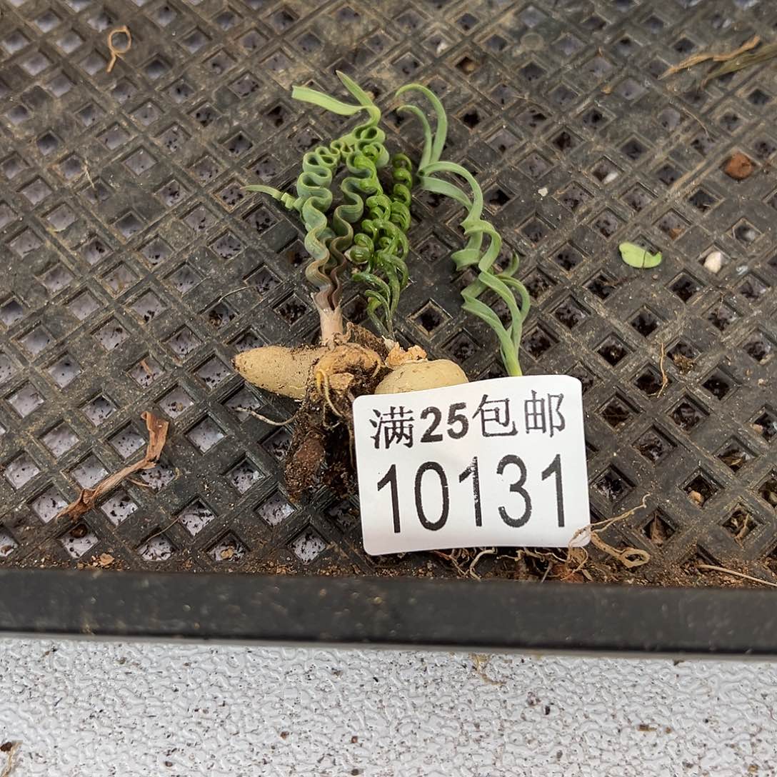 弹簧草131，一物一拍