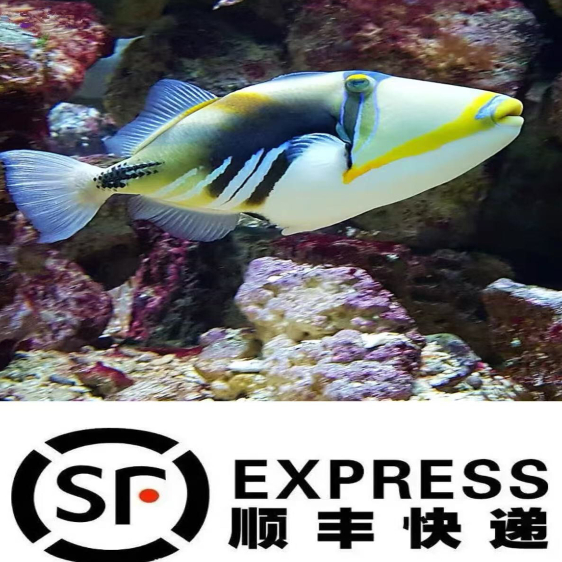 鸳鸯炮弹魔鬼蓝面龙须炮弹鱼海水神仙鱼活体顺丰包邮送养鱼手册
