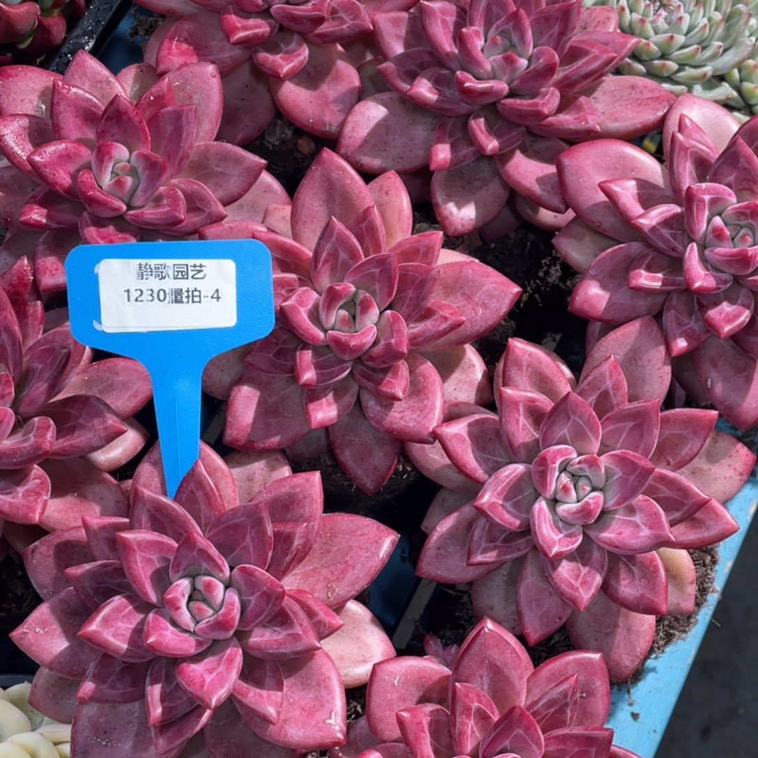 1230-4-大单头母本赫菲斯托老桩一颗