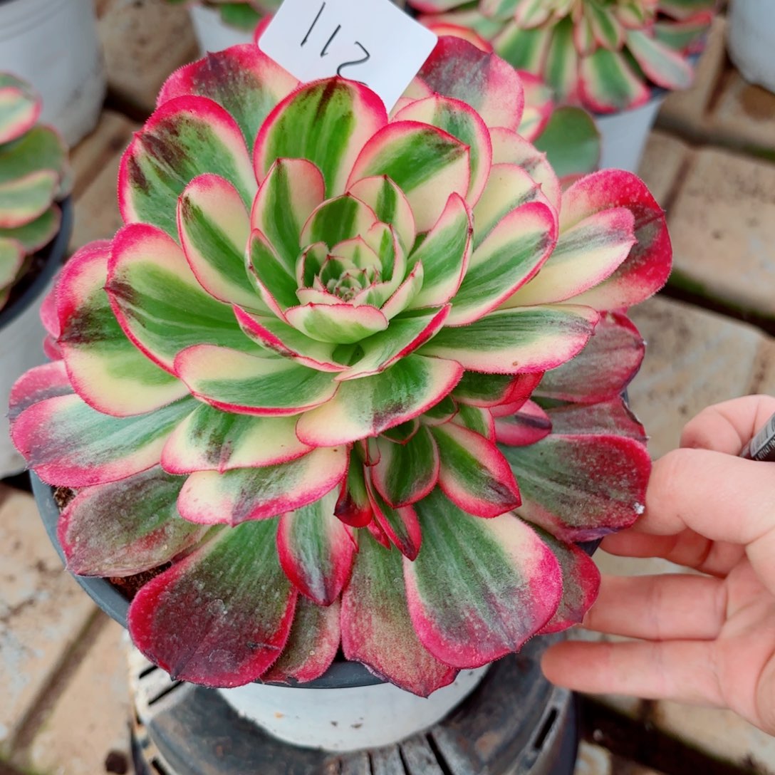 一物一拍多肉法师112