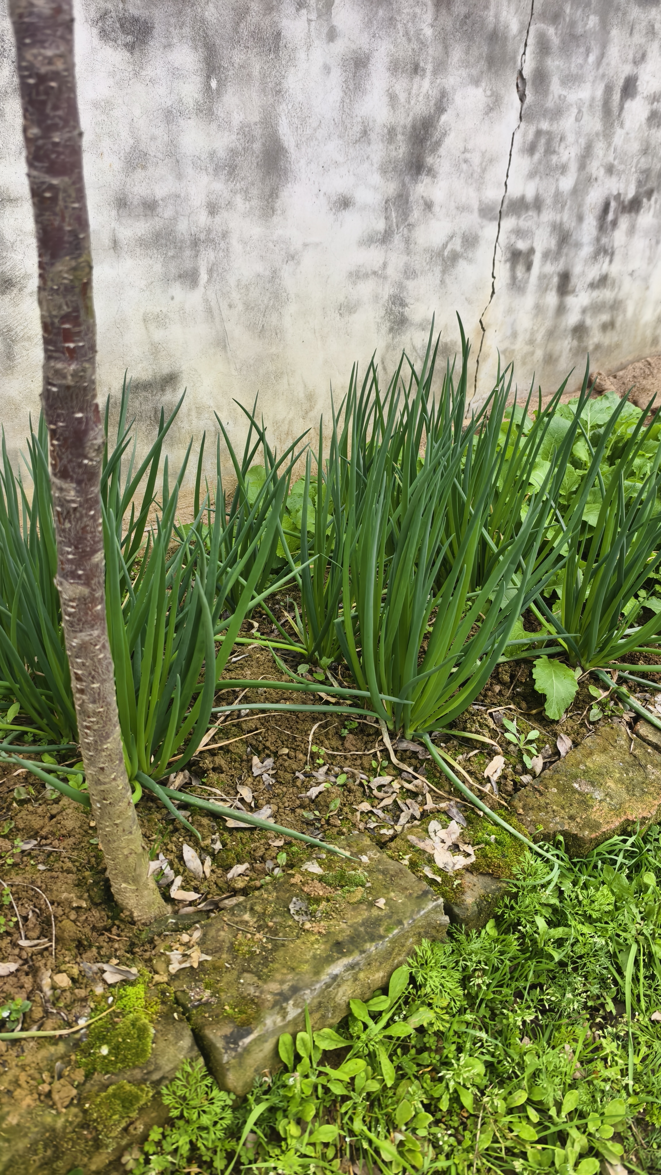 四川农家葱子香葱