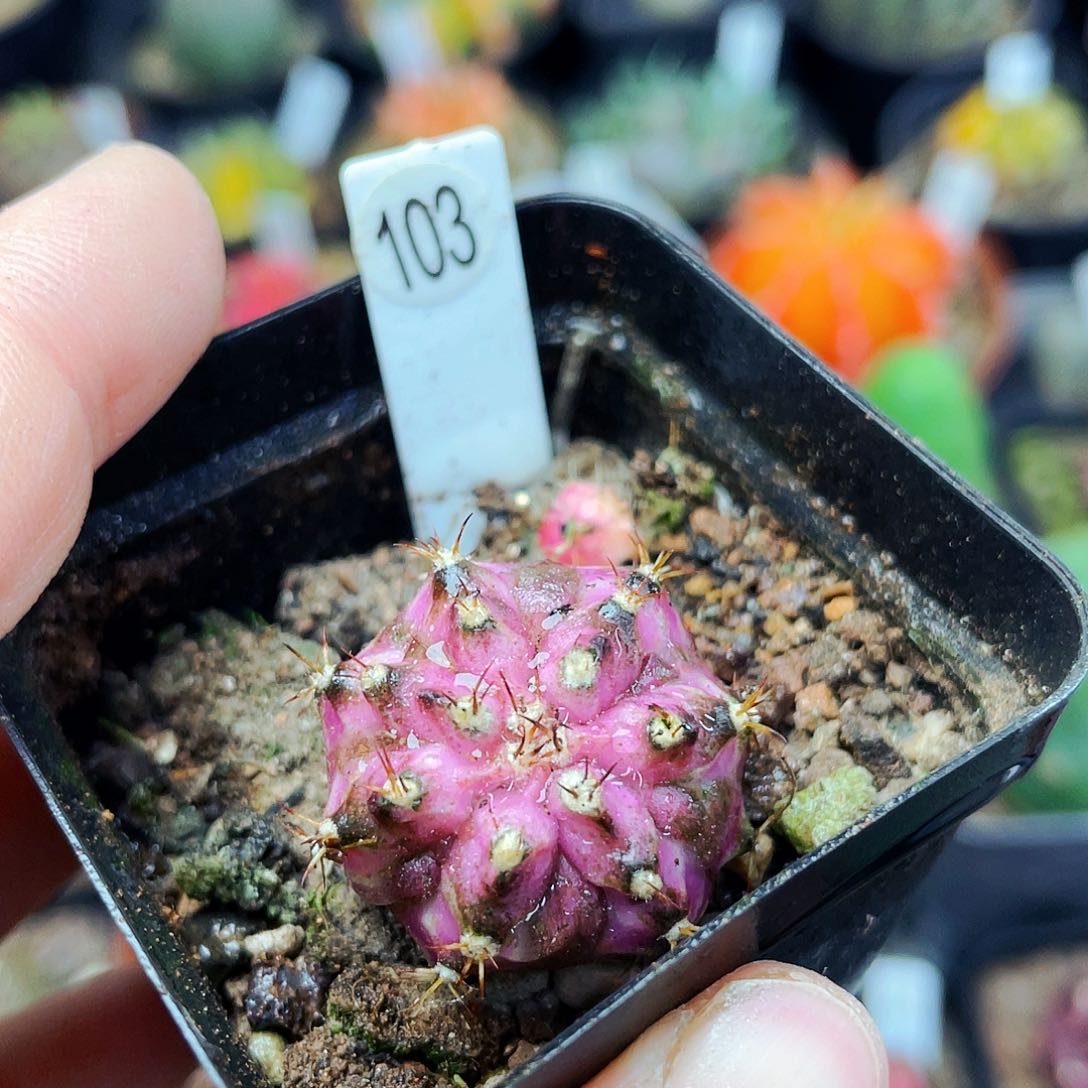 粉钻海神非偏远地区满25包邮仙人球