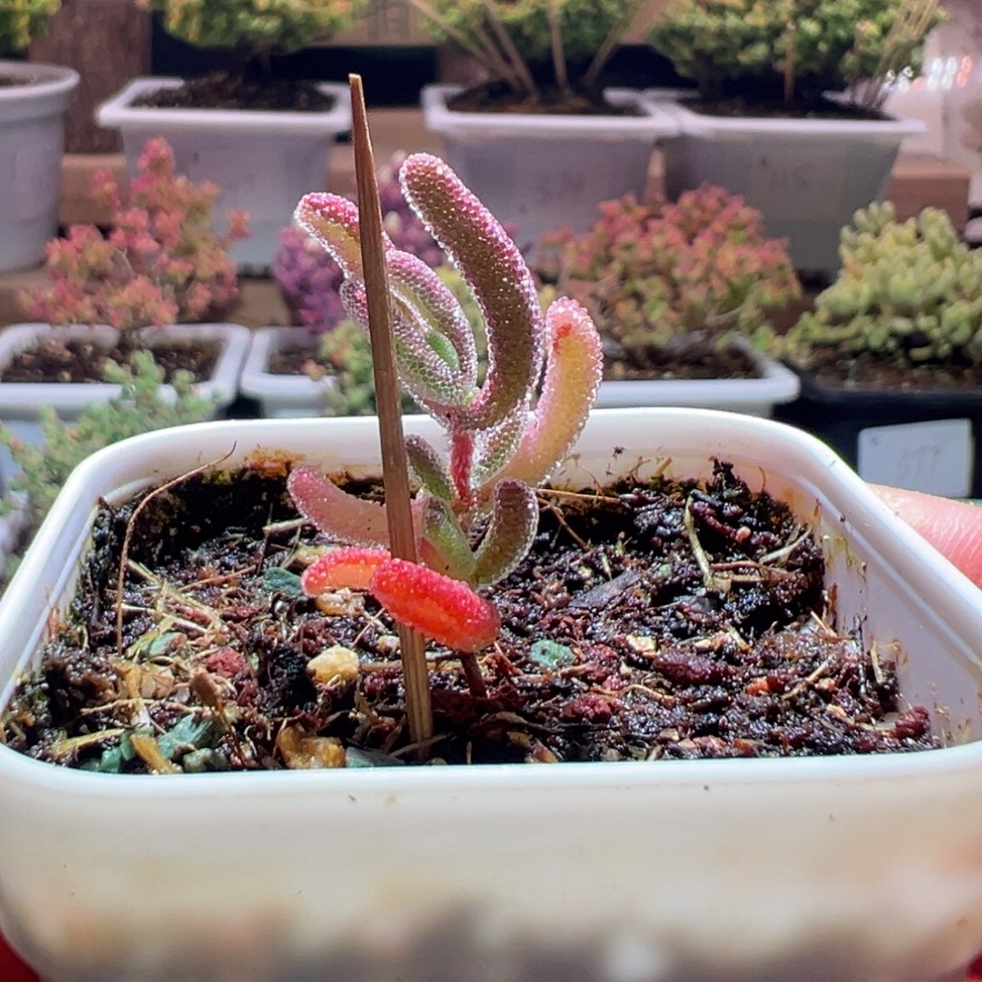 用***967钻石锦一物一拍包开箱