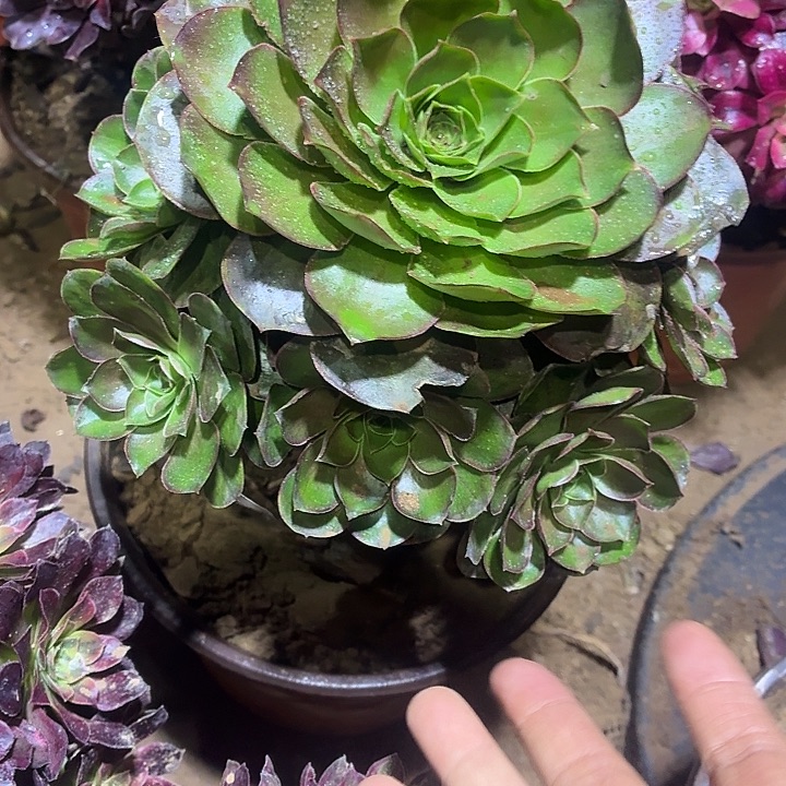 美金玫瑰一棵脱土11.8